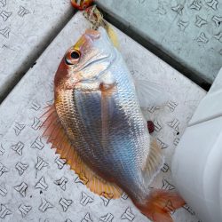 あみや渡船 JIGBOY 釣果