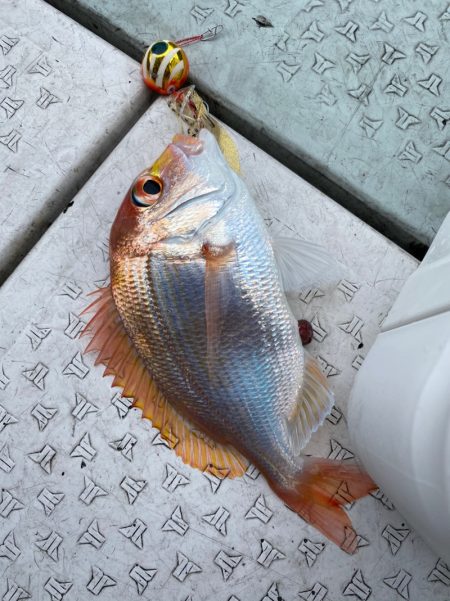 あみや渡船 JIGBOY 釣果