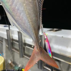 「LaGooN」蒼陽丸 日和号 釣果