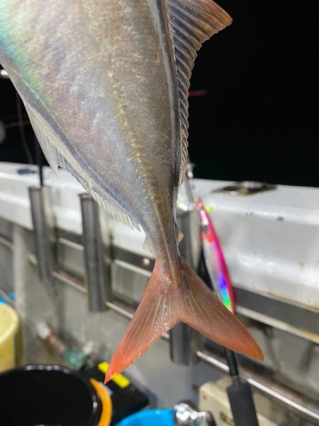 「LaGooN」蒼陽丸 日和号 釣果