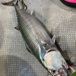 「LaGooN」蒼陽丸 日和号 釣果