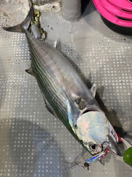 「LaGooN」蒼陽丸 日和号 釣果