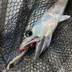 「LaGooN」蒼陽丸 日和号 釣果