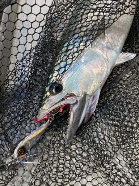 「LaGooN」蒼陽丸 日和号 釣果