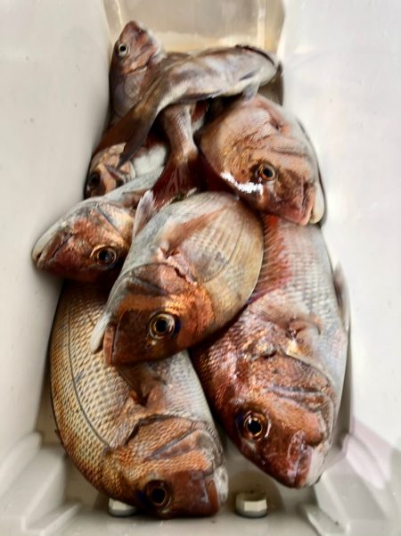 第二八坂丸 釣果