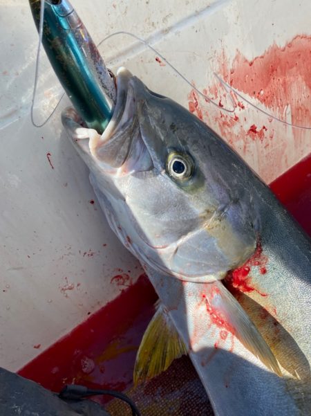 「LaGooN」蒼陽丸 日和号 釣果