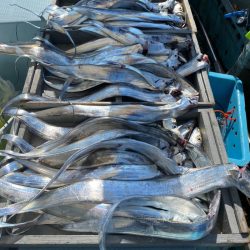 岡田釣船　八英丸 釣果