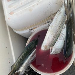 「LaGooN」蒼陽丸 日和号　 釣果