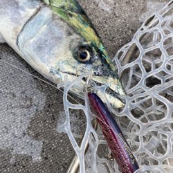 「LaGooN」蒼陽丸 日和号　 釣果