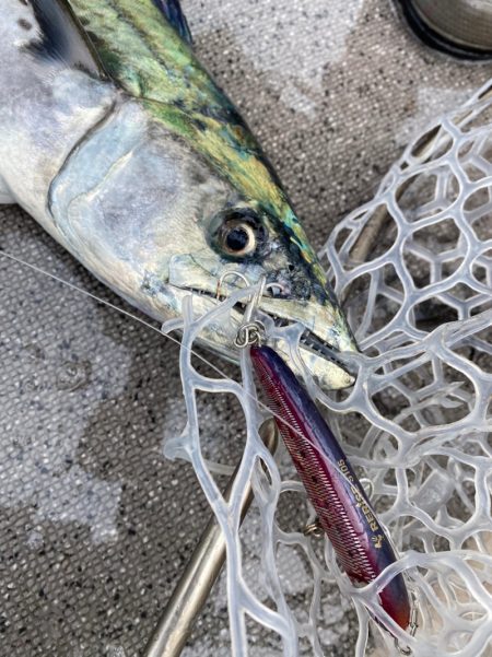 「LaGooN」蒼陽丸 日和号　 釣果