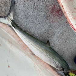 「LaGooN」蒼陽丸 日和号　 釣果