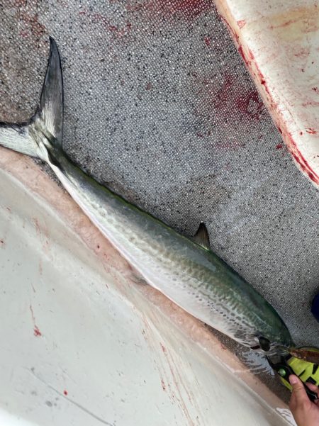 「LaGooN」蒼陽丸 日和号　 釣果