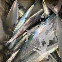 「LaGooN」蒼陽丸 日和号 釣果