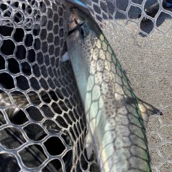 「LaGooN」蒼陽丸 日和号 釣果