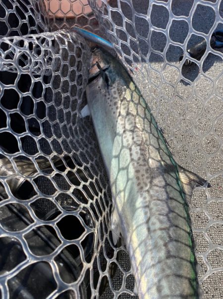 「LaGooN」蒼陽丸 日和号 釣果