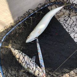 浜栄丸 釣果