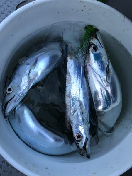 浜栄丸 釣果