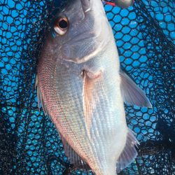 太平丸 釣果
