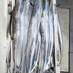 フィッシング　キッタカ 釣果