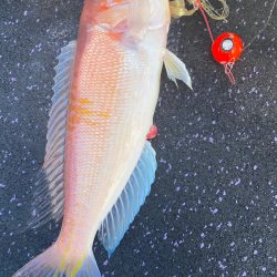 あみや渡船 JIGBOY 釣果