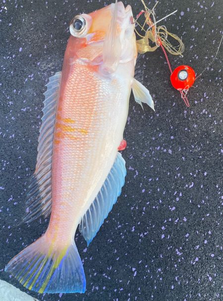 あみや渡船 JIGBOY 釣果