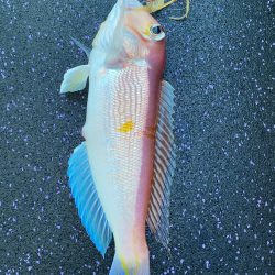 あみや渡船 JIGBOY 釣果