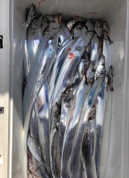 フィッシング　キッタカ 釣果