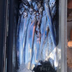 フィッシング キッタカ 釣果