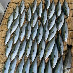 釣人家 釣果