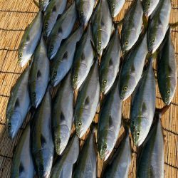 釣人家 釣果