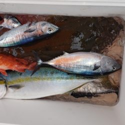 海龍丸（石川） 釣果