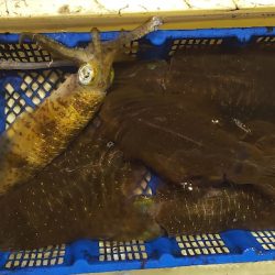 海龍丸（石川） 釣果