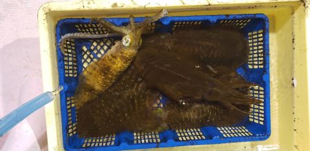 海龍丸（石川） 釣果