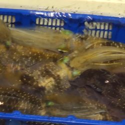 海龍丸（石川） 釣果