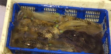 海龍丸（石川） 釣果