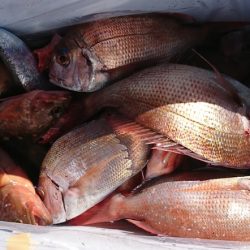 遊漁船 家入 釣果