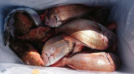 遊漁船 家入 釣果