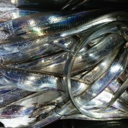 シースナイパー海龍 釣果