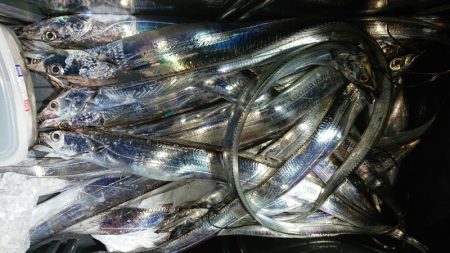 シースナイパー海龍 釣果