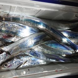 シースナイパー海龍 釣果