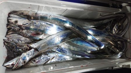 シースナイパー海龍 釣果