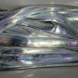 シースナイパー海龍 釣果