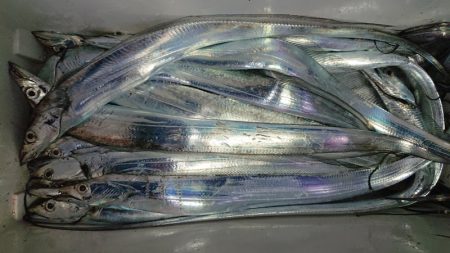 シースナイパー海龍 釣果