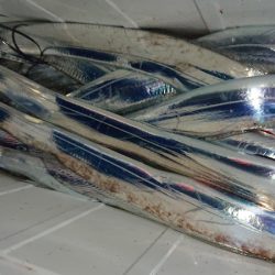 シースナイパー海龍 釣果