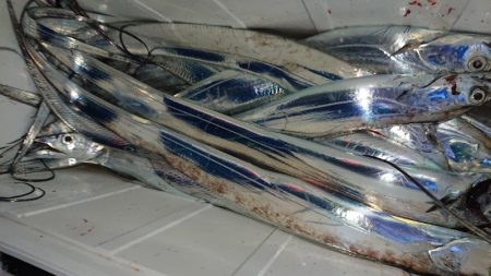 シースナイパー海龍 釣果