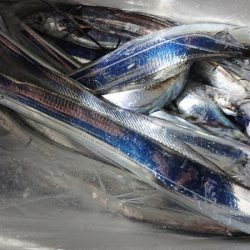 シースナイパー海龍 釣果