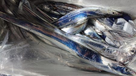 シースナイパー海龍 釣果