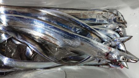 シースナイパー海龍 釣果