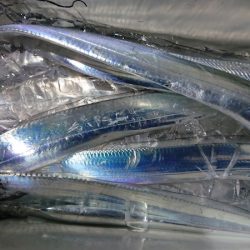 シースナイパー海龍 釣果