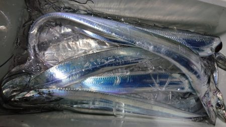 シースナイパー海龍 釣果